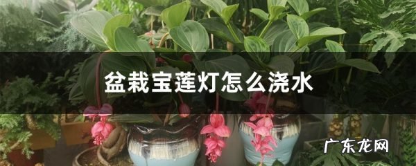 盆栽宝莲灯怎么浇水,适时调整吸收好!,宝莲灯如何扦插生根?