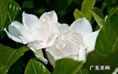 为什么栀子花不吉利,栀子花养在客厅吉利吗？