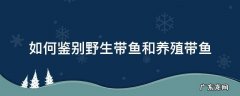 如何鉴别野生带鱼和养殖带鱼