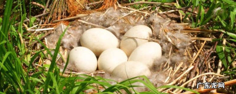 鹅蛋为什么都是双黄的,为什么有的鹅蛋是双黄的