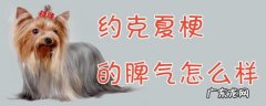 脾气大的女人 约克夏梗的脾气怎么样