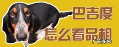 巴吉度怎么训练大小便 巴吉度怎么看品相