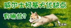 威尔士柯基犬多少钱一只 威尔士柯基犬的优缺点有哪些
