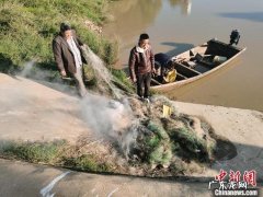 千余头长江江豚生存境况如何 鄱阳湖现巨型地笼阵