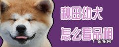 品相好的黑虎斑秋田犬 秋田幼犬怎么看品相