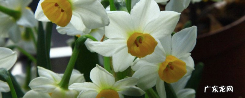 水培水仙花正确养法图解 水培水仙花正确养法