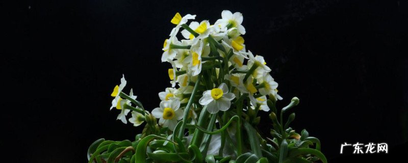 水仙花什么时候开什么时间开 水仙花几点开放早晨还是晚上
