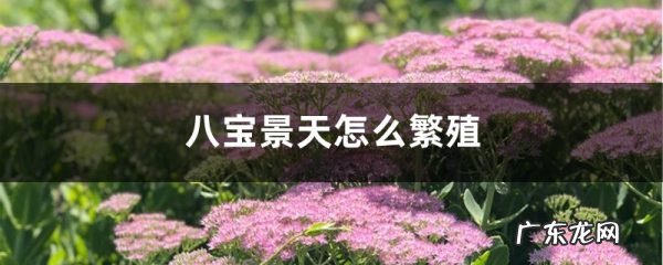 八宝景天怎么繁殖,八宝景天扦插视频?