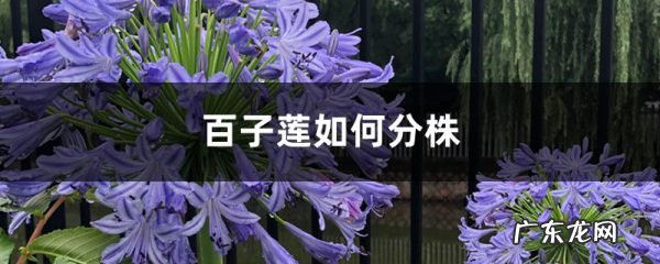 百子莲如何分株?,百子莲分株?