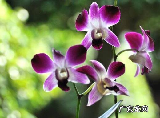 秋石斛的养殖方法,秋石斛的种植方法及繁殖?