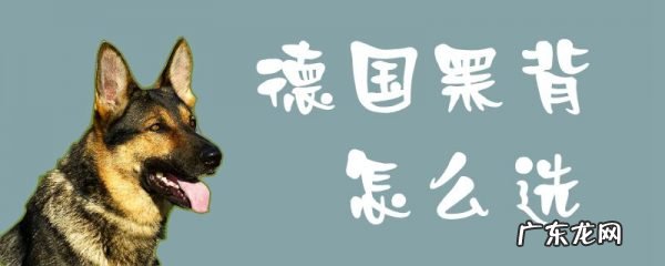正宗德国黑背牧羊犬 德国黑背怎么选