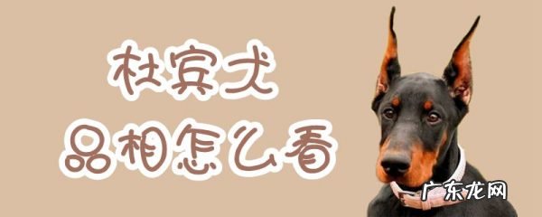 怎样辨别杜宾幼犬纯 杜宾犬品相怎么看