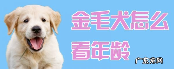金毛犬哪个色系最贵 金毛犬怎么看年龄