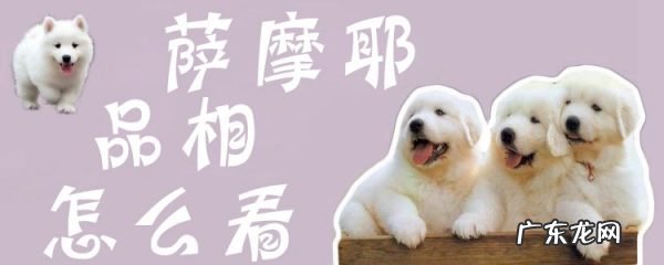 萨摩耶品相怎么挑选 萨摩耶品相怎么看
