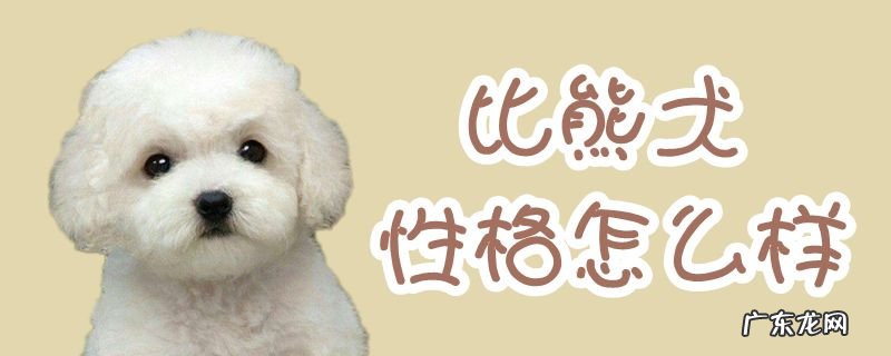 比熊犬的性格和脾气 比熊犬性格怎么样