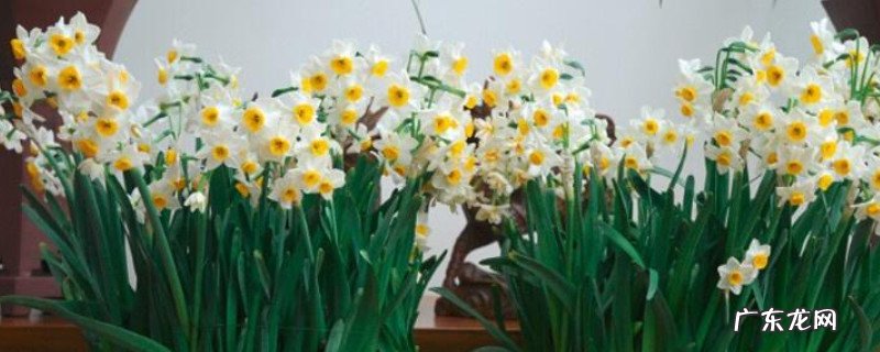 水仙花的寓意和象征意义是什么 水仙花特点及象征意义