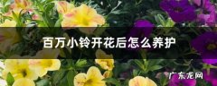 百万小铃开花后怎么养护,蟹爪兰开花期间的养护？