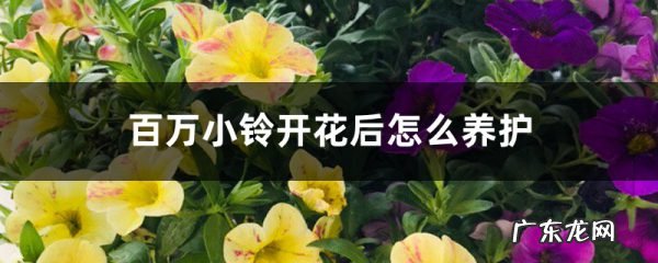 百万小铃开花后怎么养护,蟹爪兰开花期间的养护?