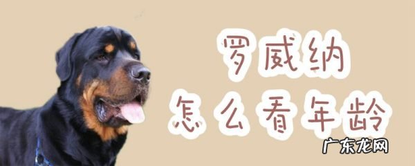 罗威纳犬多大停止生长 罗威纳怎么看年龄