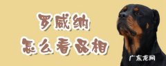 罗威纳犬怎么看纯不纯 罗威纳怎么看品相