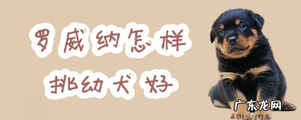 罗威纳幼犬的标准品相 罗威纳怎样挑幼犬好