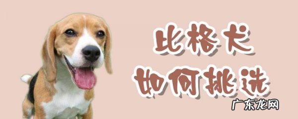 怎样挑选比格犬 比格犬如何挑选