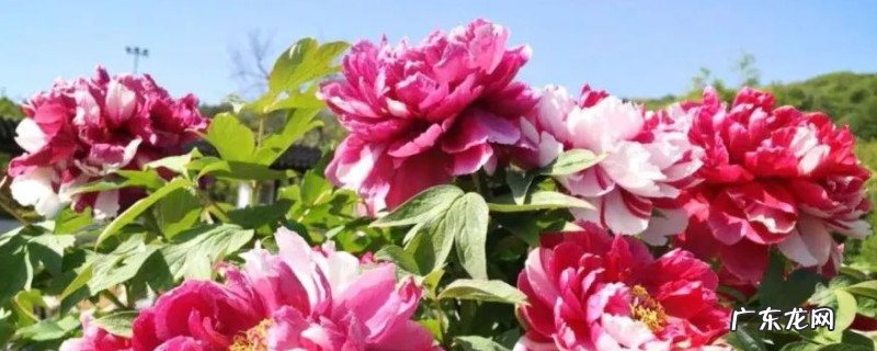 牡丹花象征着什么意义的作文200字 牡丹花象征着什么意义