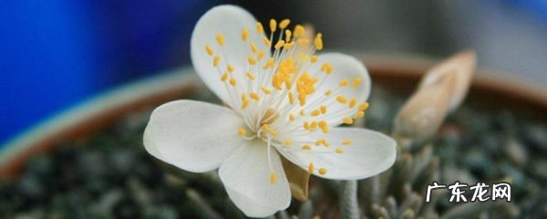 白花韧锦怎么浇水,白花韧锦一年能长多大?