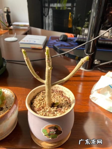 八千代怎么施肥,鹤姬八千代？