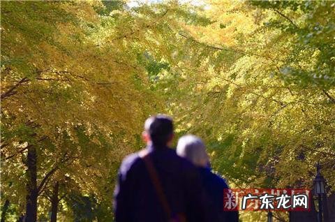 北京银杏最佳观赏期为11月上旬 圆明园银杏观赏期