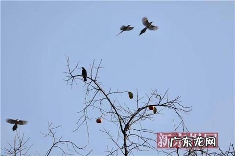 北京银杏最佳观赏期为11月上旬 圆明园银杏观赏期