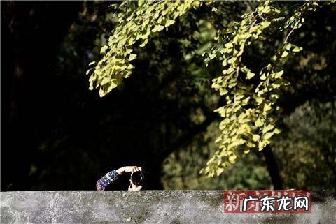 北京银杏最佳观赏期为11月上旬 圆明园银杏观赏期