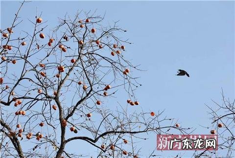 北京银杏最佳观赏期为11月上旬 圆明园银杏观赏期