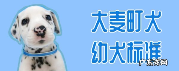 大麦町犬好养吗 大麦町犬幼犬标准