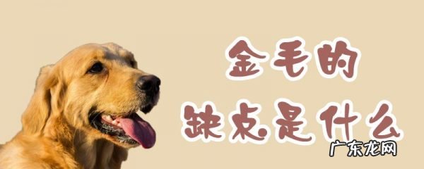 为什么不能打金毛 金毛的缺点是什么