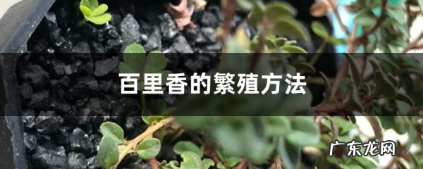 百里香的繁殖方法,百里香水培生根?