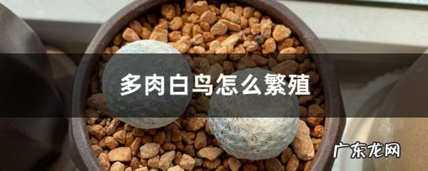 多肉白鸟怎么繁殖,白鸟多肉图片?