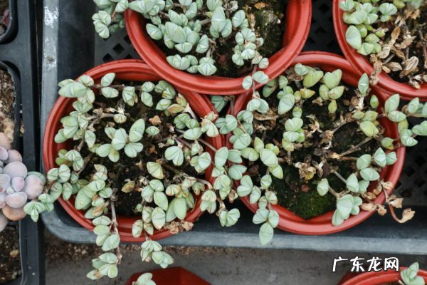 碧玉莲如何度夏,碧玉莲叶子瘪了怎么办?
