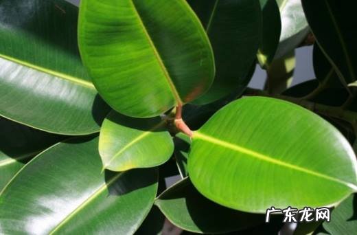 怎样科学栽培橡皮树,橡皮树怎么修剪?