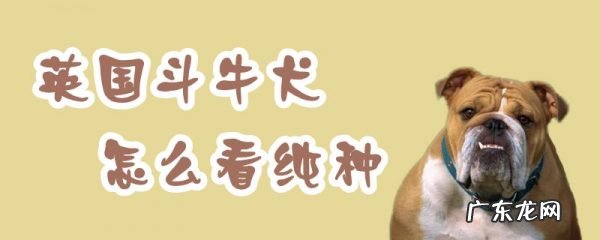 英国斗牛犬标准图片 英国斗牛犬怎么看纯种
