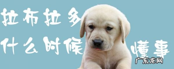 拉布拉多什么时候才会乖 拉布拉多什么时候懂事