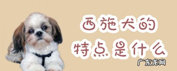 纯种西施犬特点 西施犬的特点是什么