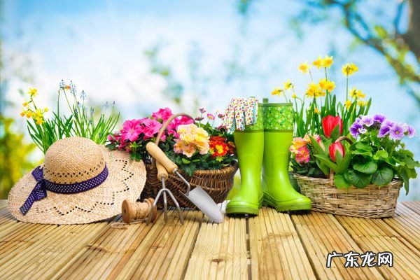 半枝莲什么时候播种和开花,半枝莲和白花蛇舌草?