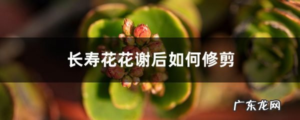 长寿花花谢后如何修剪,怎么处理,杜鹃花花谢后怎样修剪?