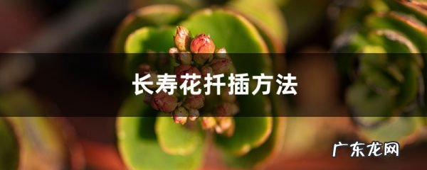 长寿花的扦插方法,长寿花最佳扦插时间？