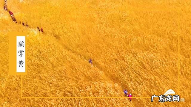 红 黄河入海口的传统色调