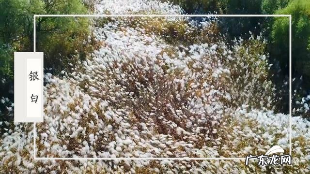 红 黄河入海口的传统色调