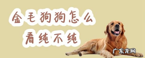 纯种金毛幼犬特征 金毛狗狗怎么看纯不纯