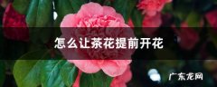 怎么让茶花提前开花，怎么延长花期,怎样让茶花花苞快些开花？