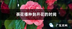 茶花播种到开花的时间，茶花播种时间,茶花为什么花苞不开花？
